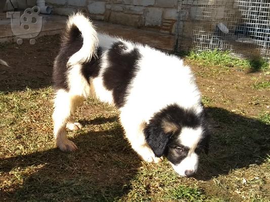 Ελληνικό Ποιμενικό Αρσενικό / Greek Shepherd Puppy